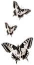 Butterflies