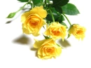 yellow roses