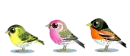 little birds