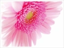 pink daisy