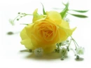 yellow rose