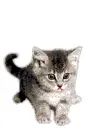 kitty - purr