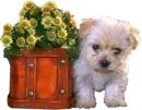 shy puppy