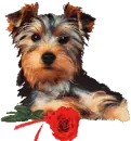 red rose