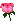 Pink Rose