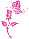 Rose & butterfly