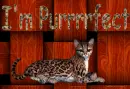 im purrrrrfect