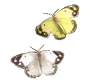 butterflies