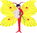 butterfly