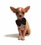 cute dog