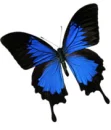 Blue butterfly