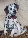 dalmatian 2