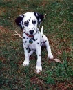 dalmatian 3