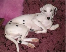 dalmatian 4