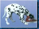 dalmatian 5