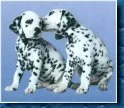dalmatian 6