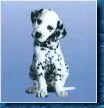 dalmatian 7