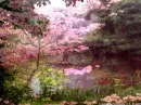 RAINBOW BRIDGE-PINK