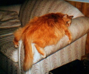 thick cat 