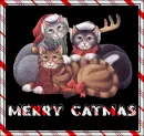 Merry Catmas