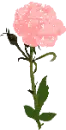 Pink Rose