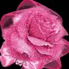 Pink Rose