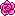 Pink Rose