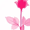 Pink Rose