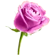 Pink Rose