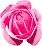 Pink Rose