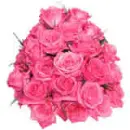 Pink Rose