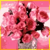 Pink Rose