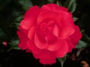 Red rose