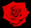red rose