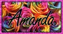 Amanda (Rainbow Roses)