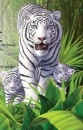 White Tiger