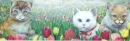 Pretty Cats In the grass