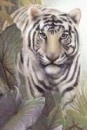 white tiger