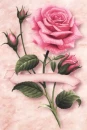 Pink Rose