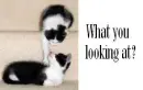 What you looking at?