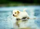 Thats my cute dog!