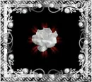 white rose