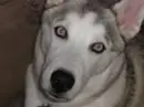 Adorable Face