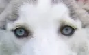 Those eyes