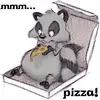 Racoon