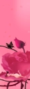 LOVELY ROSE