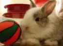 rabbity cutie...
