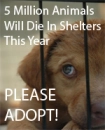 animal abuse