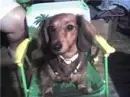 daschund