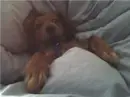 daschund